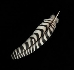 Zebra-patterned feather