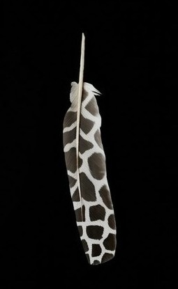 Giraffe-patterned feather